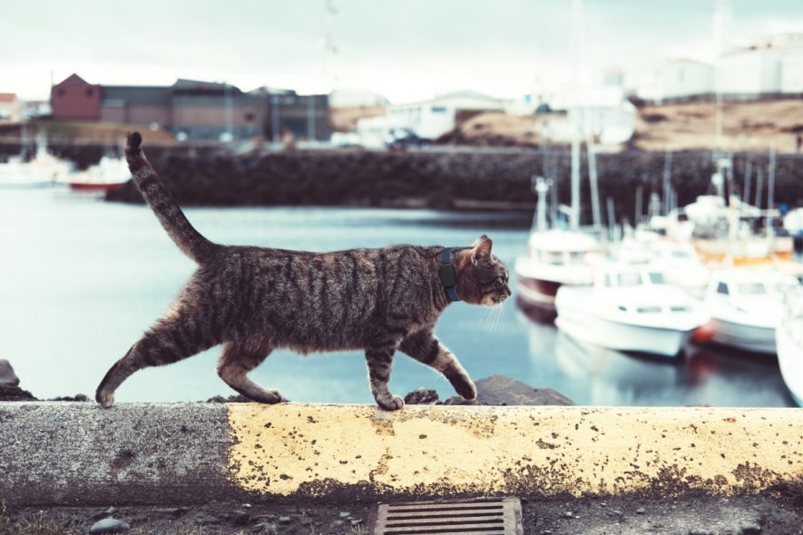 invoxia-gps-tracker-cat-collar